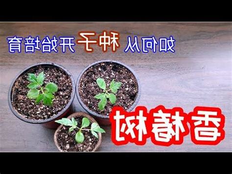 香椿 in english
